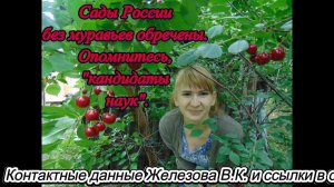 Сады России без муравьев обречены. Опомнитесь, "кандидаты наук".