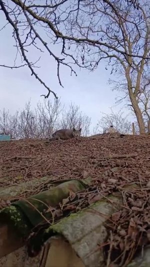 Дымок на прогулке