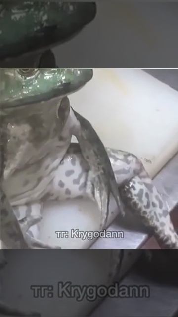 Грустная лягушка смотреть онлайн