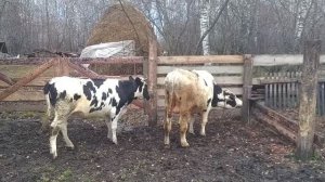 Бык Тимка в загоне