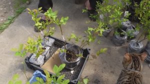 Как готовят к отправке саженцы ФХ Доктор Шарец