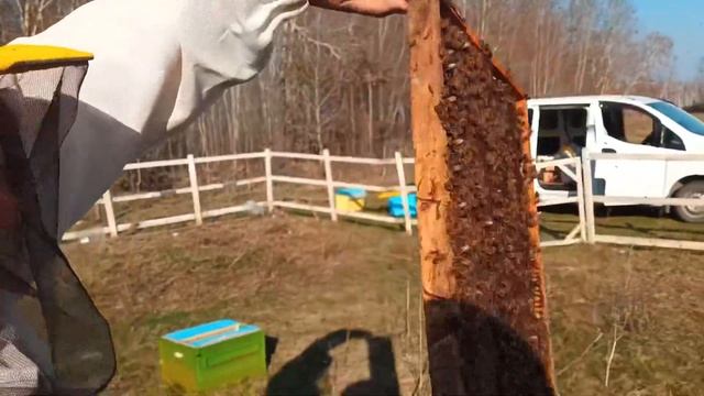 Гигантский сбор пыльцы с ивы смотреть онлайн