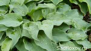 Голубая хоста Джемстоун (Gemstone) в моем саду