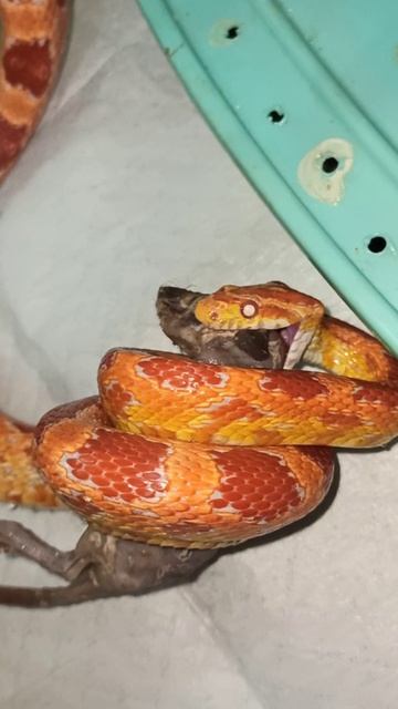 Кормление Бахиды. 21 ноября 2025 г. смотреть онлайн