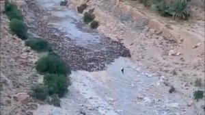 Ты не Поверишь Глазам! Редкие Кадры С Животными, Снятые на Камеру!