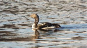 Птицы видео, Красная Книга, Чернозобая Гагара в Великом Новгороде, 23 ноября 2025