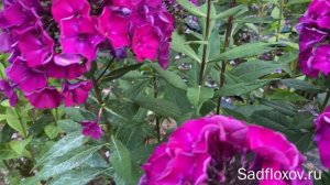 Шикарный флокс Колдун, селекции В.Я. Суриковой