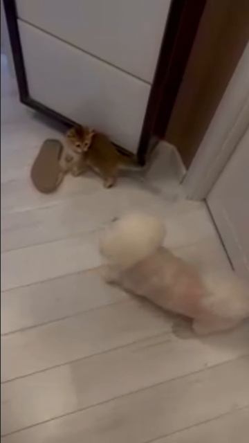 Как кошка с собакой!? смотреть онлайн