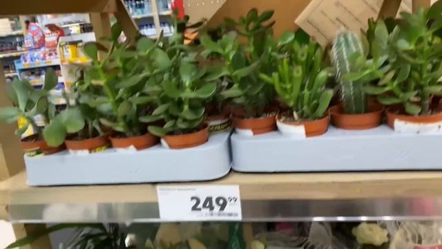 ВЛОГ Старую ЁЛОЧКУ продали и КУПИЛИ НОВУЮ ЁЛКУНА НОВЫЙ ГОД ! У Алисы пижамная вечеринка в школе ! смотреть онлайн