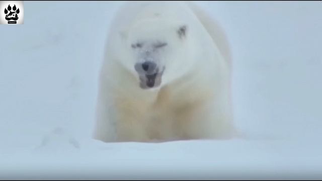 Невероятные факты о хищном млекопитающем семейства медвежьих, обитающее в Арктике.