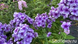 Трагичный флокс Алексей Ленский, селекции Е.А. Константиновой