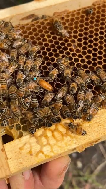 Отбираем маток Бакфаст #сибирь #бакфаст #шортс #shorts #пчёлы #мёд #пчеловодство #пасека #пчелы смотреть онлайн