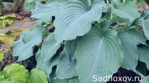 Королевская хоста голубых кровей Квин Оф Зе Сиз (Queen Of The Seas)