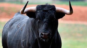 Быка-гиганта и супермолочную корову представили на выставке в Таджикистане