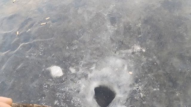 ПЕРВЫЙ ЛЕД ЭТИ ЗВЕРИ НЕ ОСТАВЛЯЮТ ЦЕЛУЮ ПРИМАНКУ