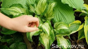 Видео обзор хосты Аллеган Фог (Allegan Fog) в моему саду