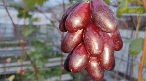 ПЕРСЕЙ!!!🍇🍇🍇 НА 23.11.2025. Telegram, WhatsApp и Vlber +79528500417. ТЕЛ. +79054033245.