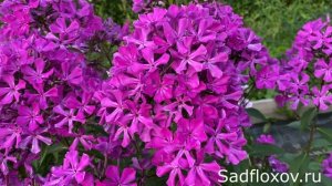 Флокс Али Баба моей селекции