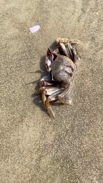 Рогатый краб-призрак в замедленной съёмке смотреть онлайн