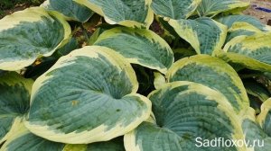 Крупная хоста Носен Экспоше (Northern Exposure) в моем саду