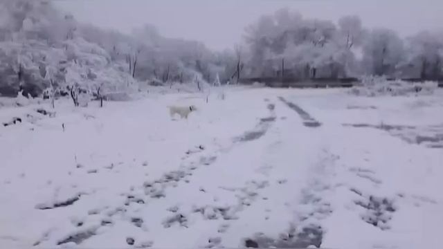 ВЛОГ ПОЧЕМУ наша кошка НАЕЛАСЬ РЕЗИНОК для волос / Почем фрукты и овощи в Анапе ? смотреть онлайн