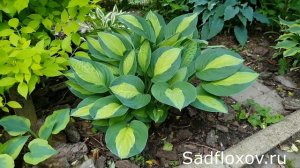 Хоста Джипси Роуз (Gypsy Rose), прекрасно подойдет для переднего плана