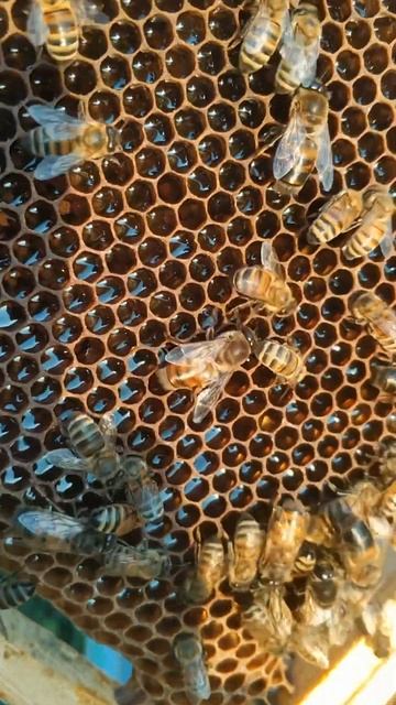 Трутни весело едят мёд #сибирь #бакфаст #шортс #shorts #пчёлы #мёд #пчеловодство #пасека #пчелы смотреть онлайн