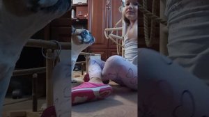 Собаки и попугай