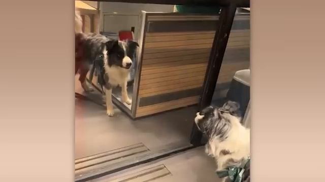 ПРИКОЛЫ С ЖИВОТНЫМИ ДО СЛЕЗ №8 #Смешные животные #Юмор #Приколы с животными смотреть онлайн