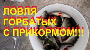 Ловля окуня на креветку с прикормом!!!?