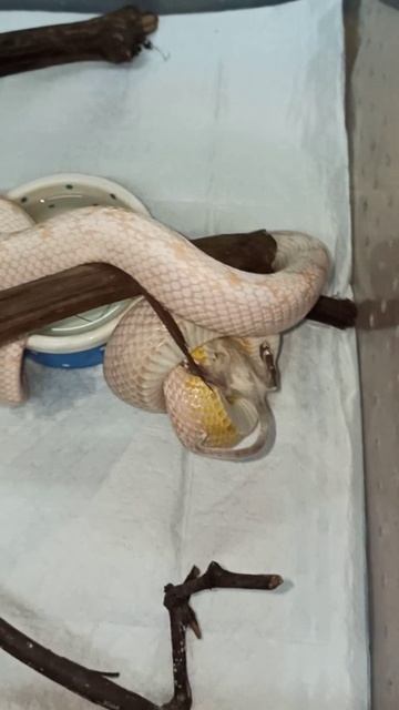 Кормление Карамельки. 21 ноября 2025 г. смотреть онлайн