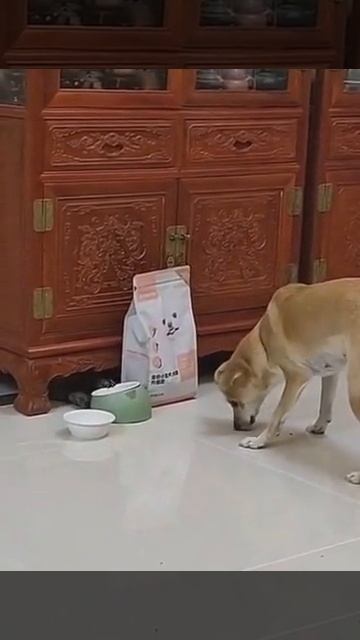 🤣 ...Это мы конфискуем!...(хозяин кота работает в налоговой полиции)... 🤣 смотреть онлайн