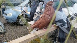 Ярмарка голубей г. Энгельс 22.11.2025г.