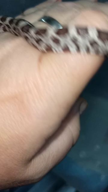 Малыш маисового полоза номер ЧЕТЫРЕ из первой кладки. Продаётся! 14 ноября 2025 г. смотреть онлайн