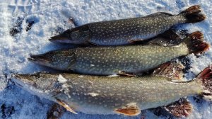 Первый лед 2025-2026 на Алтае. Ловля щуки на жерлицы. 18+ ч. 1