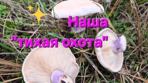 За грибами. СИНЕНОЖКА 🍄 Сезон "тихой охоты" продолжается