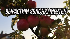 Выращиваем идеальную яблоню: как получить здоровое дерево без ошибок
