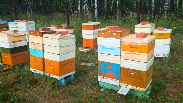 Бакфаст на медосборе Лесной точёк смотреть онлайн