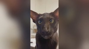 Смешное видео с животными для отличного настроения!😸 Вы будете смеяться до упада!🙀🐶