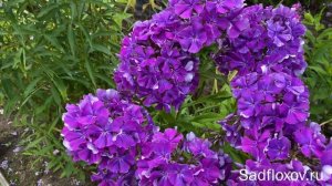 Синеющий флокс Кижи, моей селекции