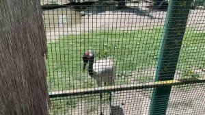 ВЛОГ Что лежит в сумке Алисы  мы с Лёшей в шоке‼️Алиса перегрелась на солнце/ Гуляем в парке ДоДо