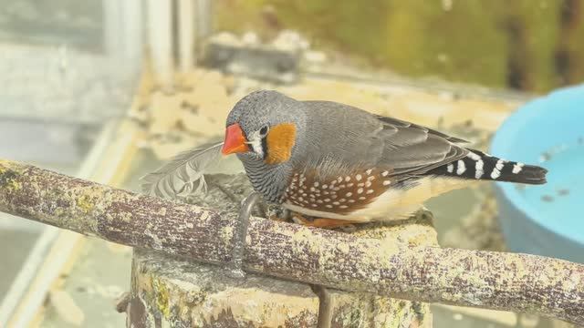 «Зебровая амадина: красота в деталях» смотреть онлайн