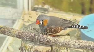 «Зебровая амадина: красота в деталях»