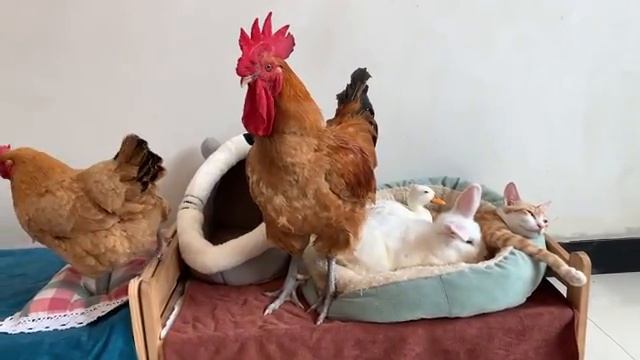 Под руководством кота утка, курица, щенок и кролик стали семьей. смотреть онлайн