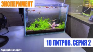 Эксперимент. Аквариум 10 л. Серия 2