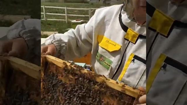 Маточка Бакфаст пасека Леденёвых смотреть онлайн