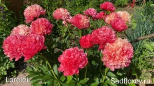 Самые красивые коралловые пионы