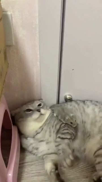 Ну эти мыши уже совсем обнаглели 😂😂 смотреть онлайн