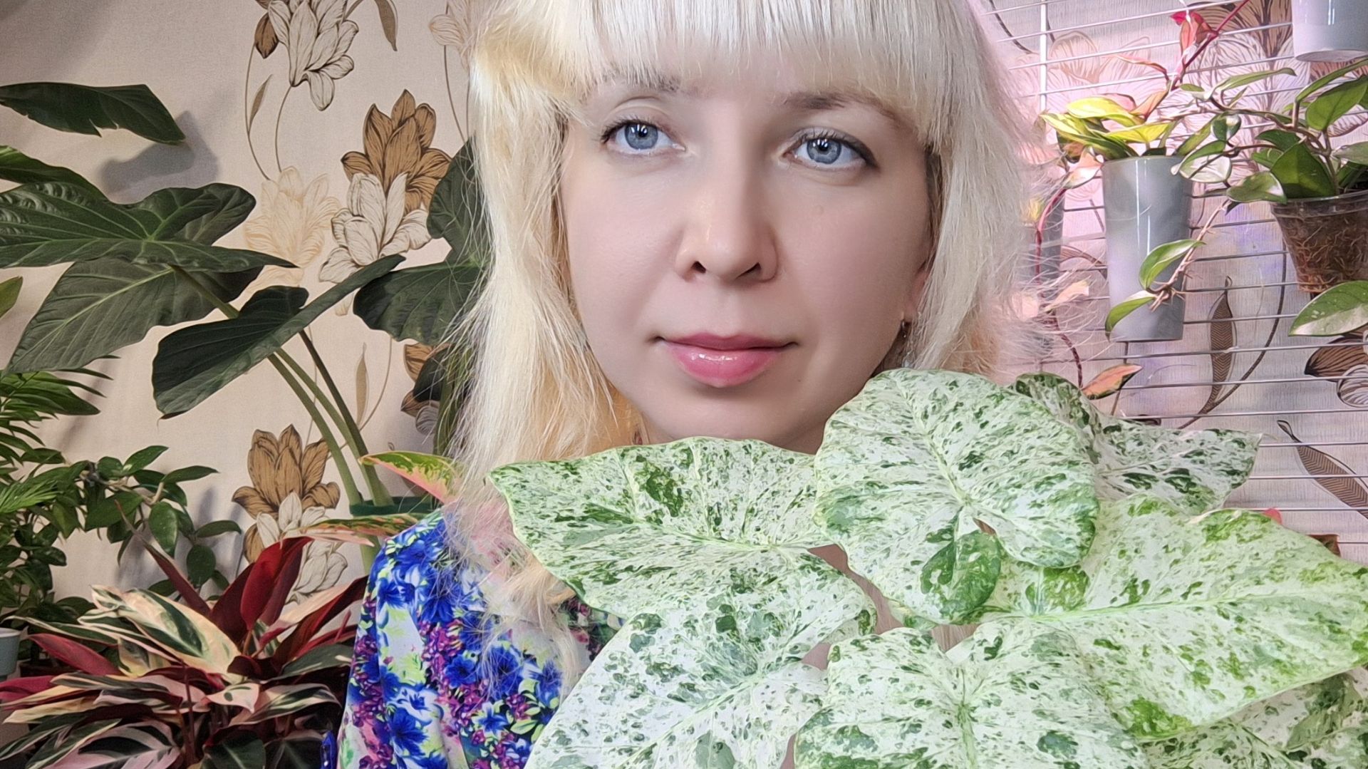 Пересадка алоказии Одора Батик, какой грунт и удобрения использую смотреть онлайн