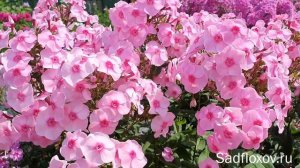Нежный флокс Екатерина Максимова, селекции Т.П. Шаповал
